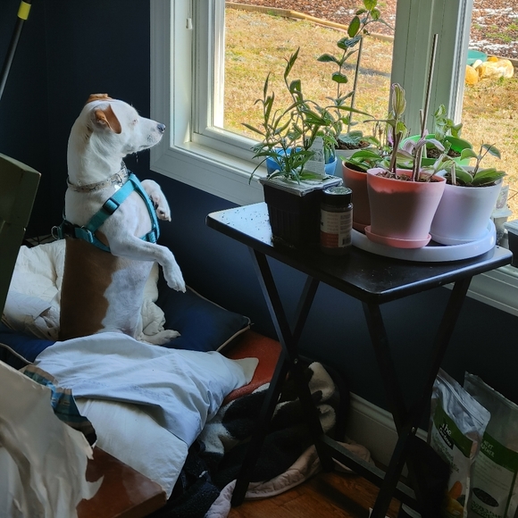 Meet your Posher, Amber - Picture 10 of 12